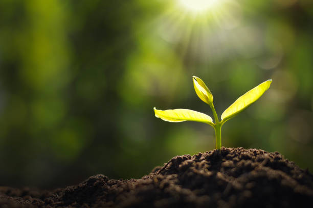 istock growing young plant in garden and morning light 1130406039