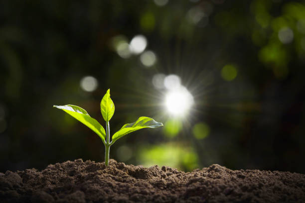istock growing young plant in garden and morning light 1130406043