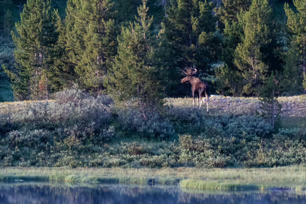 istock Bull moose grazing in early light 1130406050