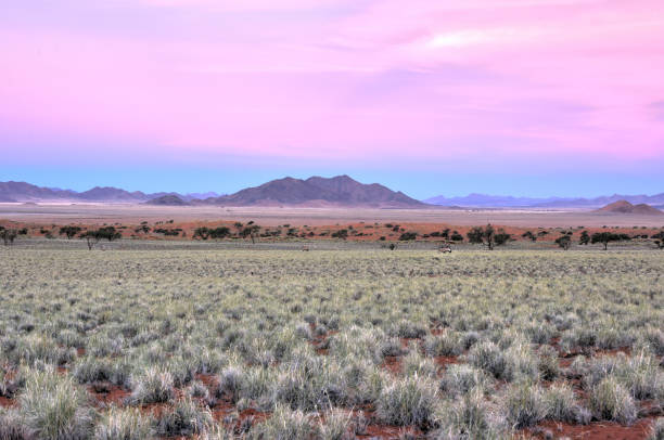 istock Desert Landscape - NamibRand, Namibia 1130406848