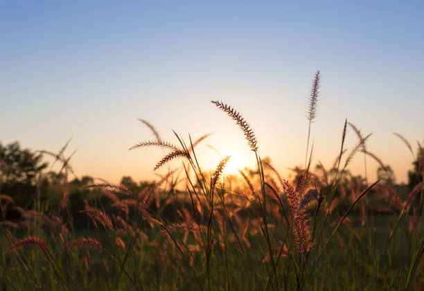 istock Beautiful scene with waving wild grass on a sunset. 1130408149