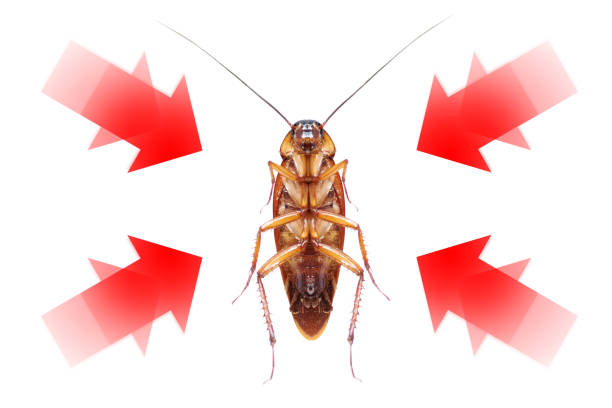 istock drawing arrow, showing target to kill cockroach , pest control concept 1130408153