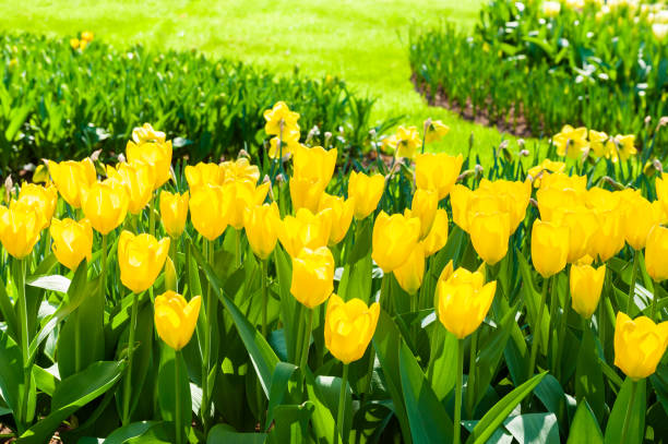 istock Blooming yellow tulip flowers 1130408899