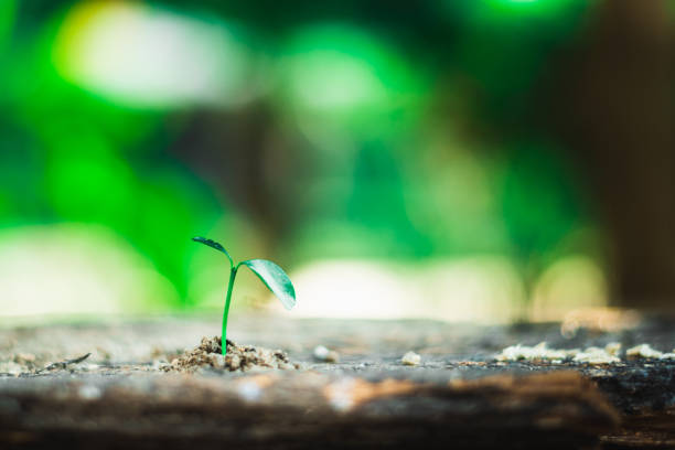 sprout growing on ground, new life and hope concept