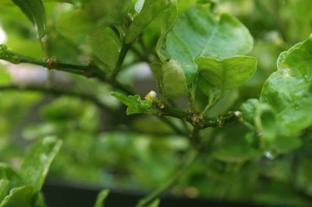 istock lemon blossom on tree among green leaves 1130410168