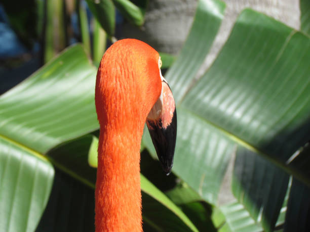 istock Orange flamenco 1130410255