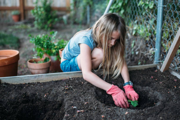 istock Little girl planting vegetables 1130411102