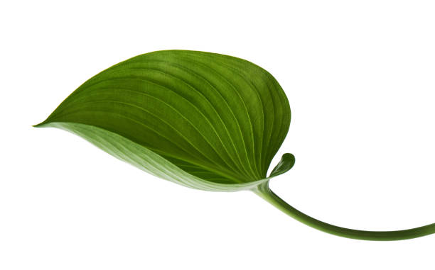 istock Cardwell lily leaf, Green circular leaves isolated on white background, with clipping path 1130413469