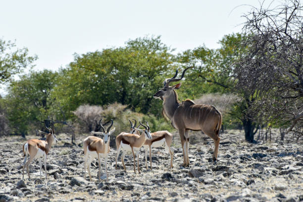 istock Springbok in Etosha National Park 1130414150