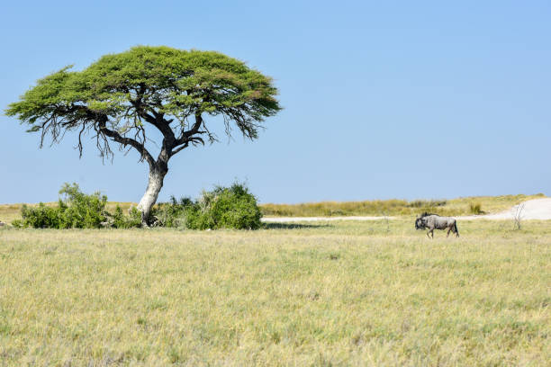 istock Wildebeest in Etosha National Park 1130414259