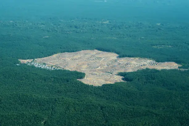 Aerial View Oil palm plantation in Aceh Indonesia
