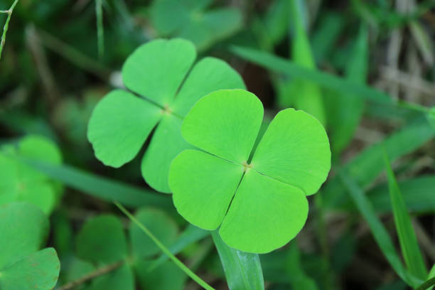 Closed up a Pair of Vibrant Green Four-leaf Clovers in the Field Closed up a Pair of Vibrant Green Four-leaf Clovers in the Field marsileaceae stock pictures, royalty-free photos & images