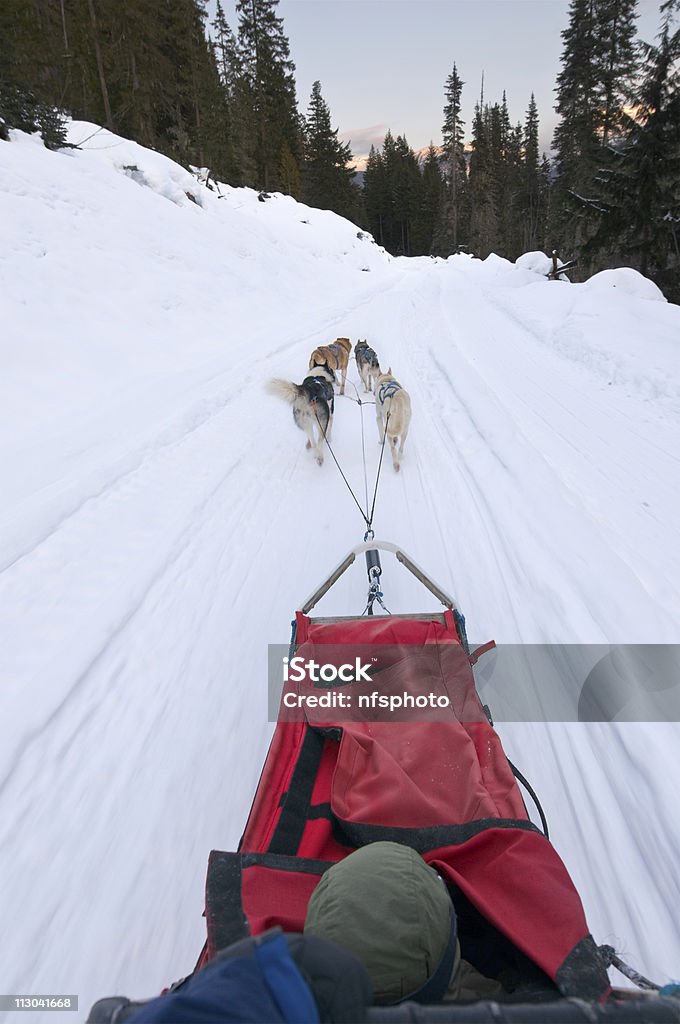 Slitte trainate da cani dal punto di vista del guidatore - Foto stock royalty-free di Albero