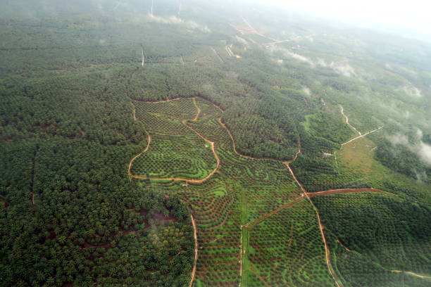 Aerial View Oil palm plantation in Aceh Indonesia stock photo