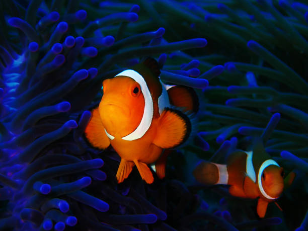 istock The beautiful underwater world diving in Sabah, Borneo. 1130417199