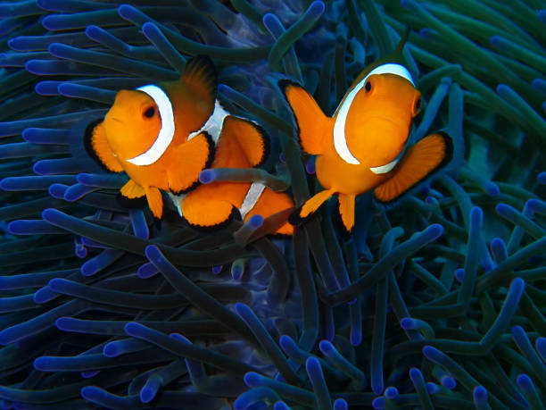 istock The beautiful underwater world diving in Sabah, Borneo. 1130417297