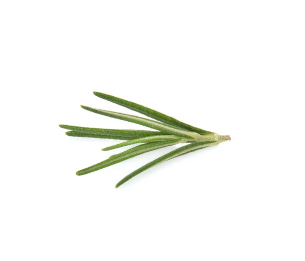 istock Rosemary isolated on white background 1130417339
