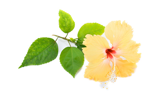 Yellow hibiscus flower isolated on white background