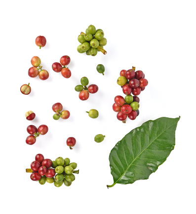 Top view of coffee beans and green leves on white background.