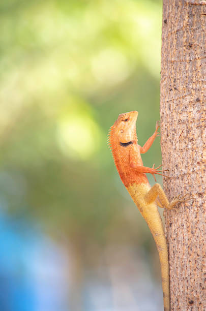 istock Chameleon orange on a tree Background blurred leaves. 1130420875