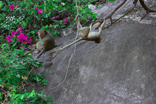 Wild crab-eating macaque on a rock in a national park.