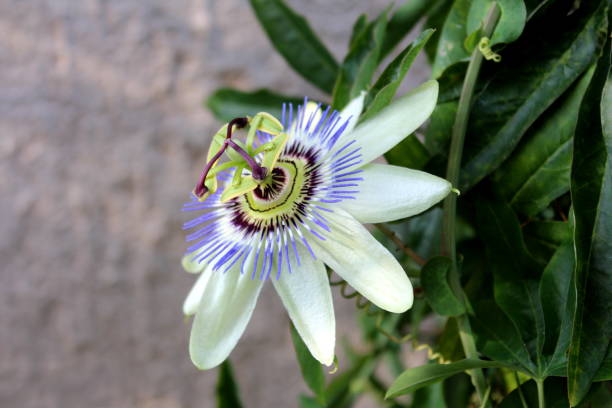 istock Blooming fully open beautiful unusual Passion fruit or Passiflora edulis flower pointing towards sun surrounded with dark green thick leaves 1130421227