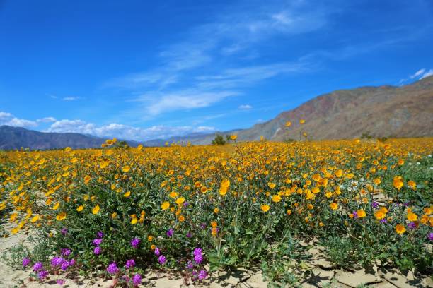 istock Field of flowers 1130422332