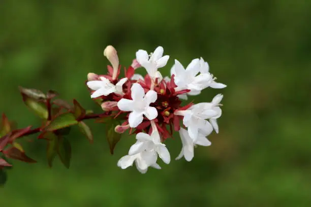 Photo of Branch of Linnaea grandiflora or Abelia grandiflora shrub covered with small glossy oval leaves and clusters of pink tinged white bell shaped flowers