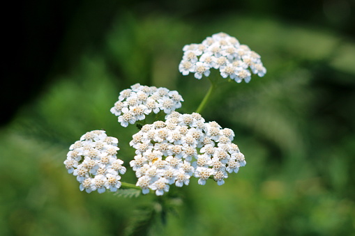 Common yarrow or Achillea millefolium or Plumajillo or Herbal militaris or Gordaldo or Nosebleed plant or Old mans pepper or Devils nettle or Sanguinary or Soldiers woundwort or Thousand seal or Thousand leaf flowering plant with bunch of small white open blooming flowers on green leaves background in local garden on warm sunny day