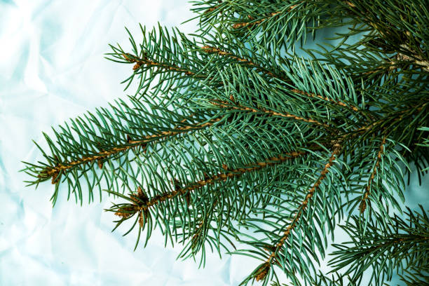 istock Christmas fir tree background on white background. Fir tree branches texture 1130422924