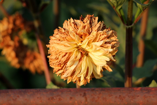 Dahlia bushy tuberous herbaceous perennial plant with large fully open yellow to orange flower containing multiple layers of withered petals in single flower head surrounded with rusted fence and other plants in local garden on warm sunny day