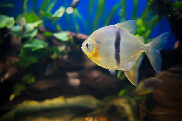 istock sea fish in the aquarium 1130425502