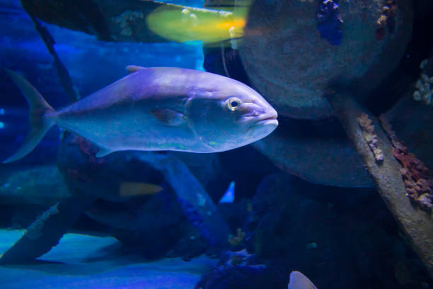 istock sea fish in the aquarium 1130425510