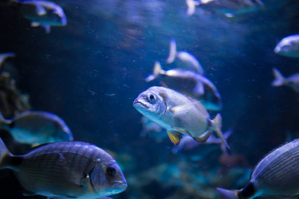 istock sea fish in the aquarium 1130425656