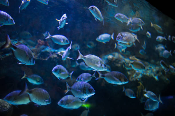 istock sea fish in the aquarium 1130425746