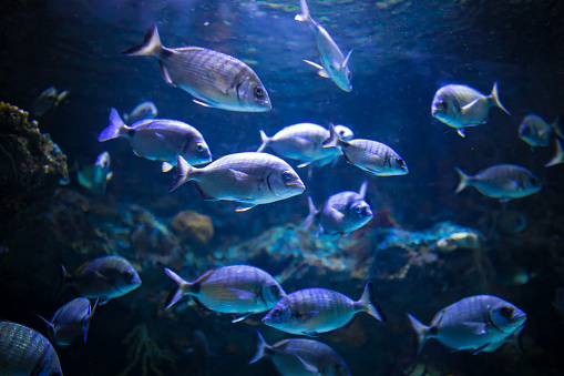 sea fish in the aquarium