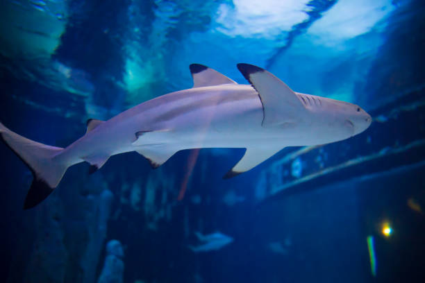 istock Sharks and small fish swimming in aquarium 1130425802