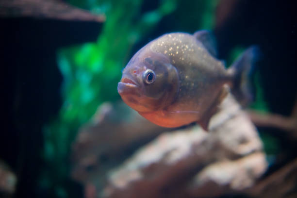 istock sea fish in the aquarium 1130425825