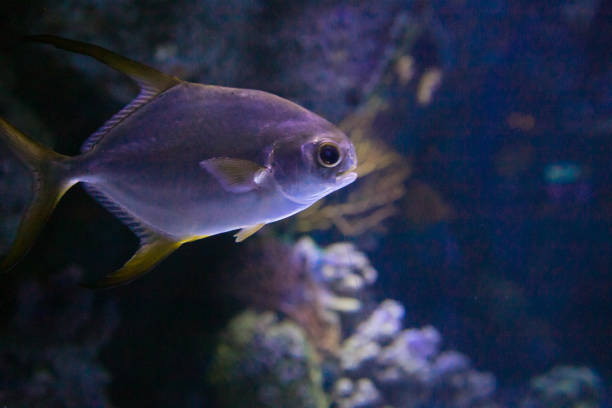 istock sea fish in the aquarium 1130426331