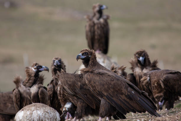 istock Cinereous Vulture Birds 1130426360