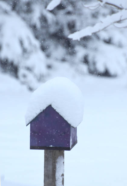 istock Snow Covered Bird House in Winter 1130426423