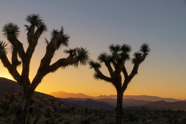 istock 2 trees in a Sunset over Joshua Tree National Park, California, US 1130426628