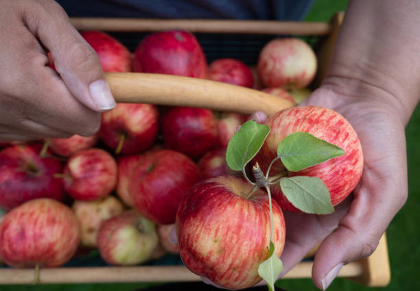 istock Latina Woman's Hand Holding Freshly Picked Apples 1130426798