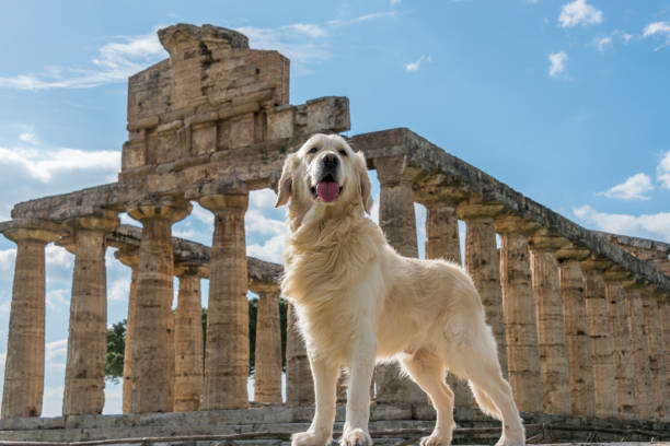 golden retriever at an ancient greek temple in the ruins of a village in southern italy - chinese temple dog imagens e fotografias de stock