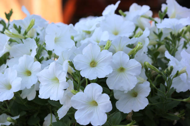 istock petunia flower in the garden 1130427083