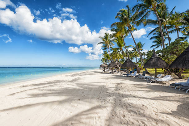 istock Luxury beach with white sand and palm trees 1130427265