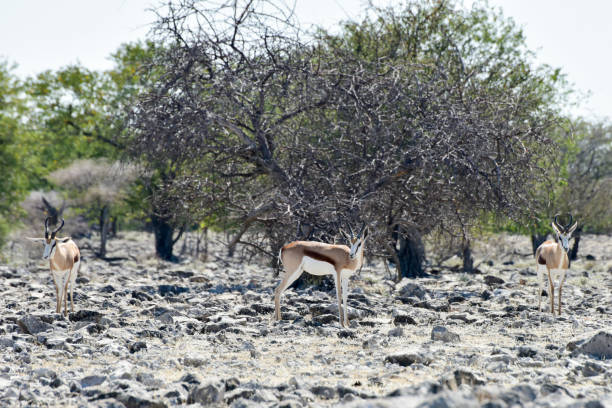 istock Kudu in Etosha National Park 1130428454