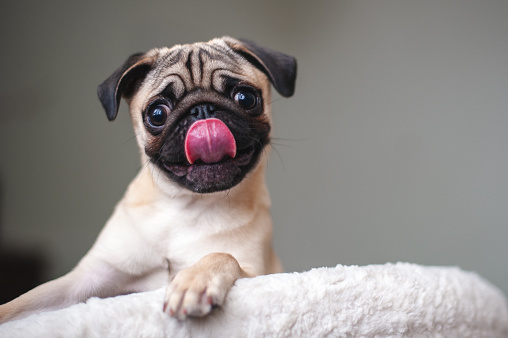 Pug looks attentively, sticking his tongue out