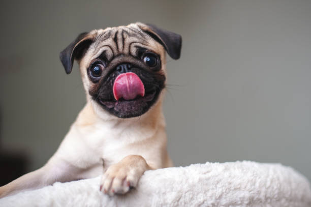 pug looks attentively - attentively imagens e fotografias de stock