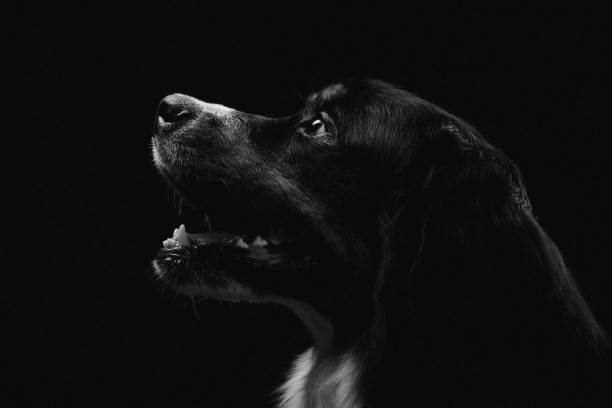 istock Bernese Mountain Dog against black background 1130429351